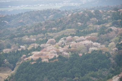 対面の山桜