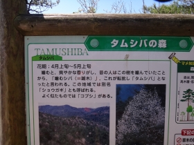 タムシバの森